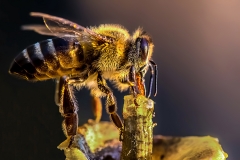 DS001-Bee-on-Apple-Christo-la-Grange