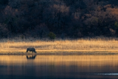 PO001-RHINO-SUNSET-JOHAN-VAN-WYK
