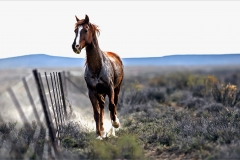 DS001-Stallion-Andre-Stipp