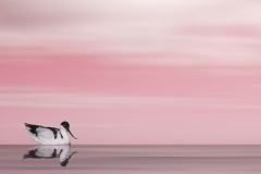JUDGES-CHOICE-JUNIOR-Pink-evening-Alida-Heine