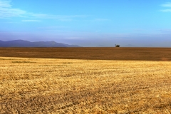 DS002-Fields-of-gold-John-Read