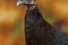 OPEN-SENIOR-WINNER-JUDGES-CHOICE-SENIOR-Bennie-Vivier-Crested-Guineafowl-portrait