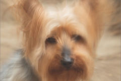 SET-SUBJECT-RUNNER-UP-JUNIOR-Richard-Jones-Yorkie