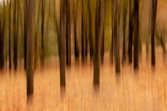 SET-SUBJECT-SENIOR-WINNER-Bennie-Vivier-Autum-colors