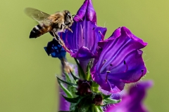 DS001-Bee-on-Spring-Flower-Christo-la-Grange