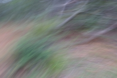 RUNNER-UP-SET-SUBJECT-JUDGES-CHOICE-JUNIOR-Subtle-Forest-Colour-Scape-Michael-West