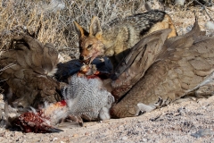 RUNNER-UP-OPEN-Jackal-on-Kori-Bustard-carcass-5-Derrick-Smit