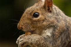 WINNER-JUNIOR-OPEN-Mr-Squirrel-came-to-lunch-Richard-Jones