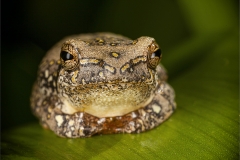 DO001-Painted-Reed-Frog-John-Read