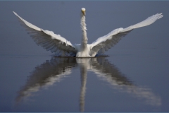 DO002-Egret-falpping-wings-Johan-Beyers