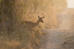 JUNIOR-RUNNER-UP-OPEN-misty-morning-Annelize-van-der-Berg