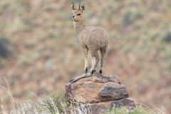 Winner-Open-Klipspringer-Bennie-Vivier